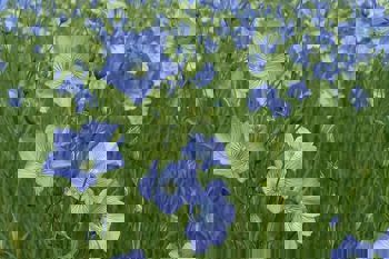 Thumbnail for 'Farmers lead research to restore the lost linen industry in Scotland' page