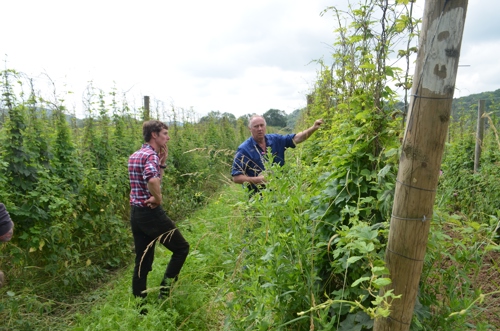 Inspecting hops