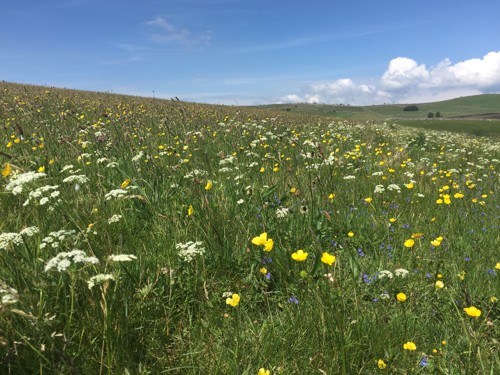 Hay meadow