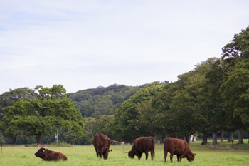 Thumbnail for 'Article: which tree species can provide nutritional value to my livestock?' page