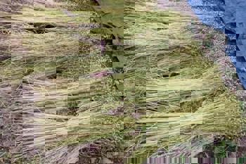 Thumbnail for 'Harvest update and the future of linen in Scotland' page