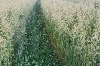 Thumbnail for 'LEGUMINOSE Intercropping Trial: new report shows 2024-2025 results' page