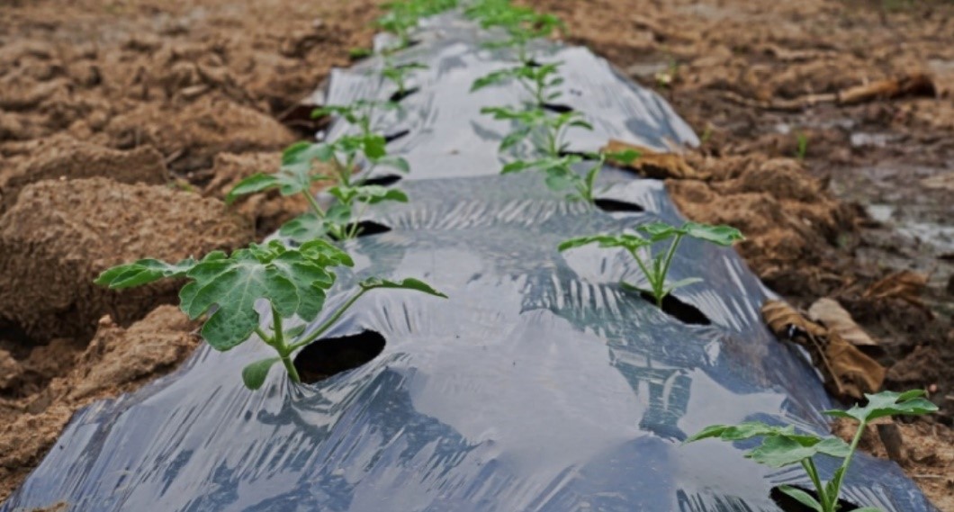 Alternatives to plastic film mulch