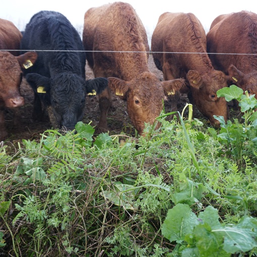 Thumbnail for 'Crop trials to diversify winter fodder for cattle and wildlife' page