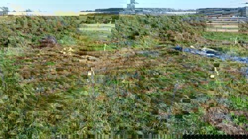 Undersowing with micro clover