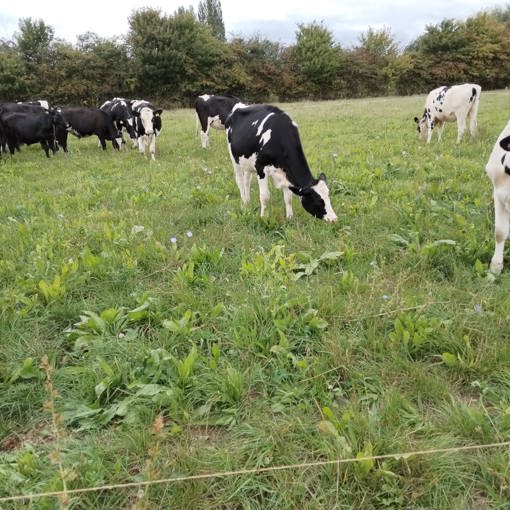 Thumbnail for 'How To Build A More Resilient Grazing Operation' page