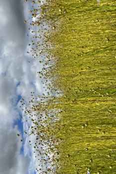 Thumbnail for 'Regenerative Textiles - Fibre Flax for the Future webinar' page