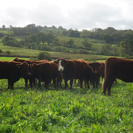 Thumbnail for 'PASTORAL – co-designing a pasture performance platform with livestock farmers' page