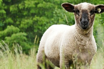 Thumbnail for 'British Veterinary Association urge holistic approach to parasites in livestock' page