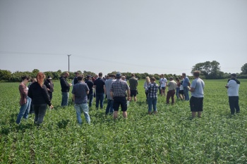 Thumbnail for 'Webinar: Boosting farm resilience through cereal-legume intercropping' page