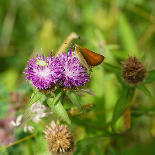 Thumbnail for 'Farmers Treating Insects As ‘Livestock’ In Trial To Harness ‘Flower Power’ To Fight Pests' page