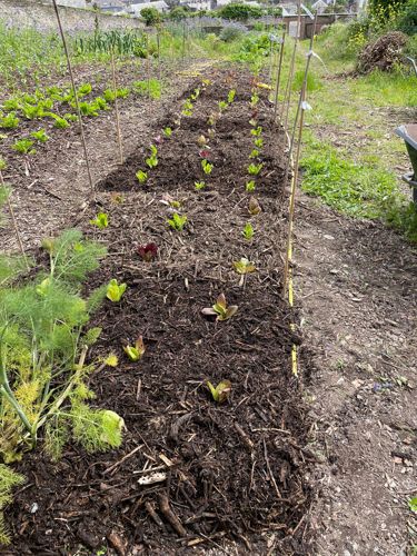 Trial plots at Prideaux gardens planted with mixed lettuce