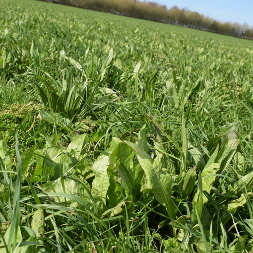 Thumbnail for 'Cornish Farmers Meet To Explore Herbal Leys And Their Impact On Milk Production' page