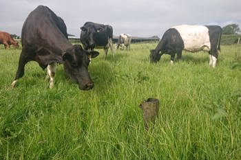 Thumbnail for 'Tall Grass Grazing Field lab summary' page