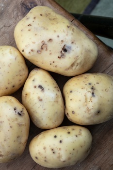 Thumbnail for 'Recording of the wireworm webinar March 25' page