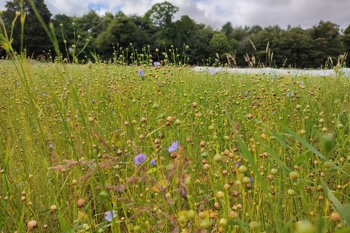Thumbnail for 'Devon grows flax project' page