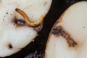Thumbnail for 'Link to the potato wireworm end of trial webinar' page