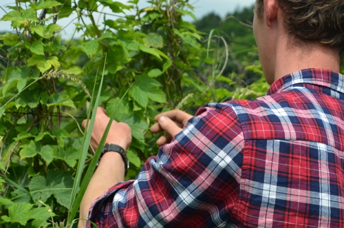 Inspecting the hops