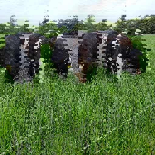 Thumbnail for 'Mob grazing for dairy: can tall grass unlock underperforming fields?' page