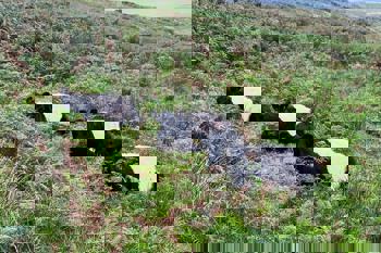 Thumbnail for 'Non Chemical Bracken Management Webinar - 19th November' page