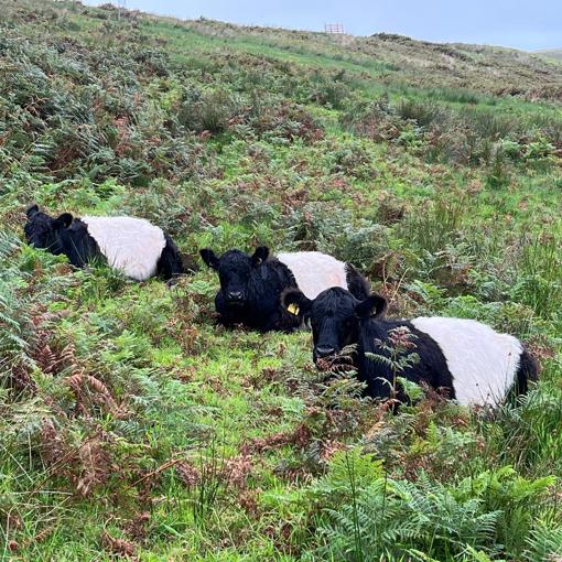 Thumbnail for 'Non Chemical Bracken Management - Discussions at the National Heathland Conference ' page