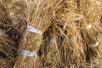 Thumbnail for 'Scaling Up Independent Seed Research: Heritage Grains Learning Network' page