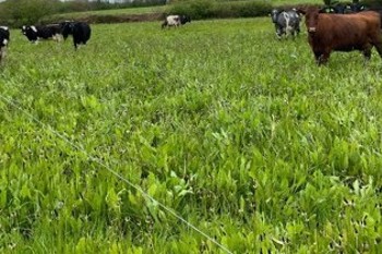 Thumbnail for 'Herbal Leys and Dairy Webinar' page