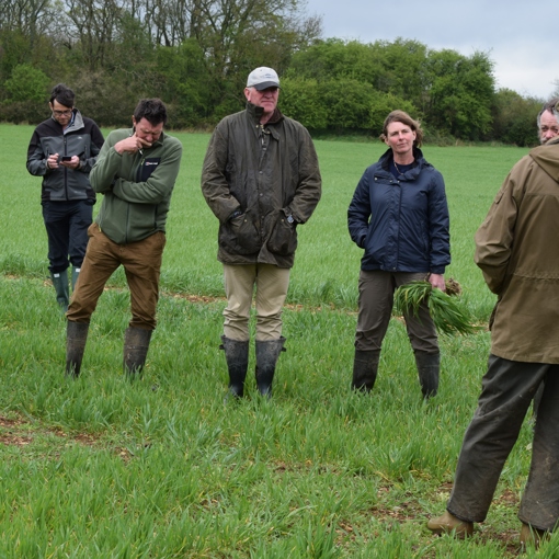 Thumbnail for 'Organic and low input farmers disadvantaged by current wheat breeding system' page