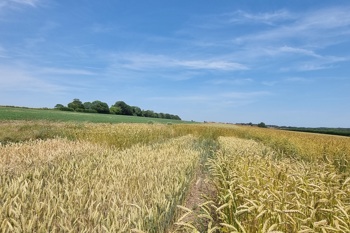 Thumbnail for 'Growing Grains: Farm, Health and Local Food Networks - 9th October' page