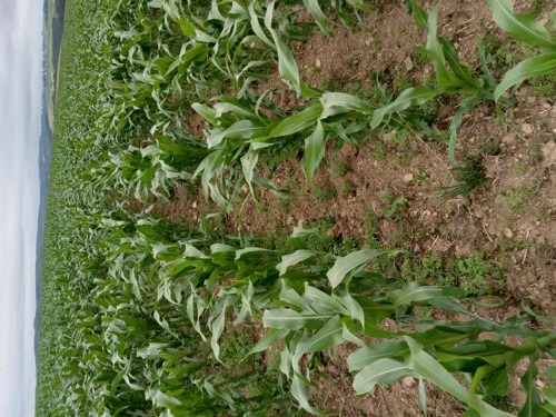 Min tilled maize