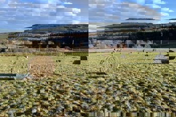 Thumbnail for 'Agricology article - Bale grazing as an effective livestock outwintering strategy' page