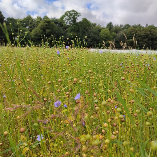 Thumbnail for 'Growing flax for regenerative textiles: field lab update ' page