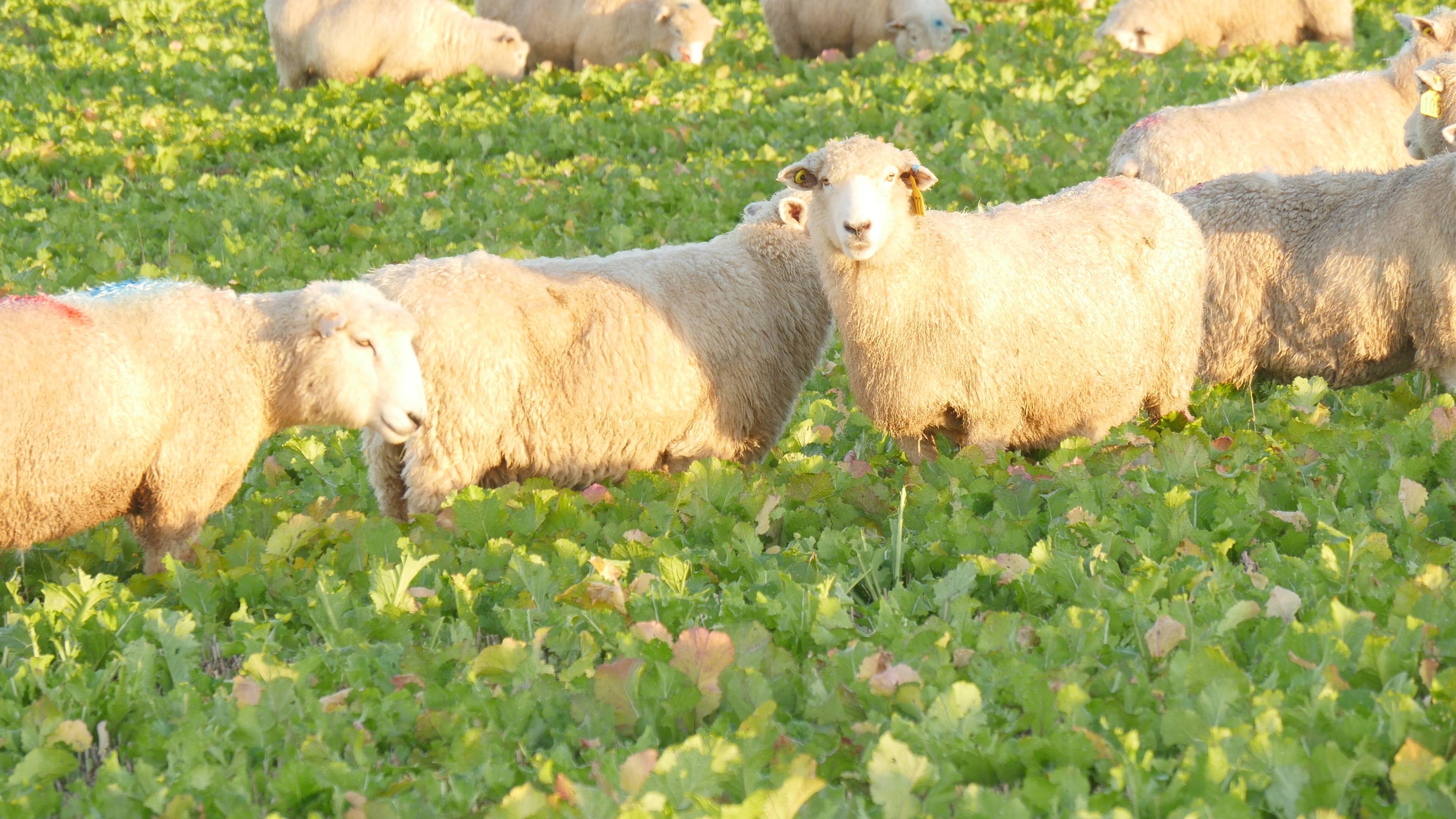 Sheep In Lab Field lab: Sheep grazing on cover crops