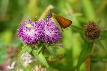 Thumbnail for 'Farmers Treating Insects As ‘Livestock’ In Trial To Harness ‘Flower Power’ To Fight Pests' page