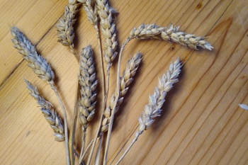 Thumbnail for 'Next Steps in Building a New Cereal Seed System: Recording of the ORFC 2025 workshop' page
