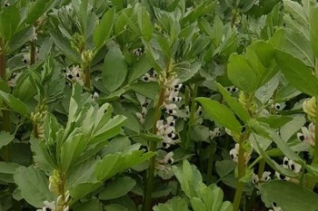 Thumbnail for 'Scotland Bean Agronomy in Practice: Year 1 Variety Trial Results Webinar' page