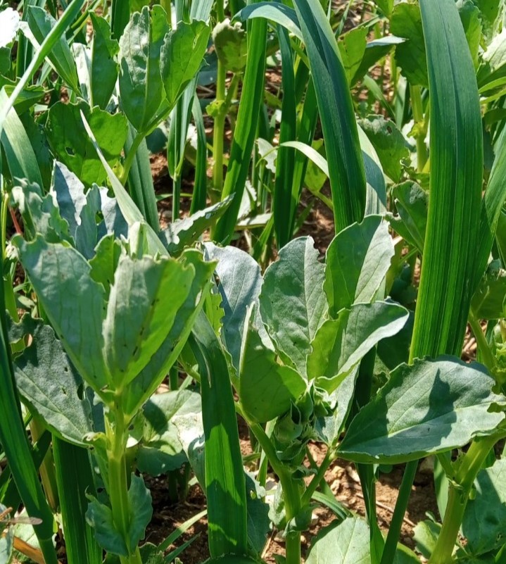 Cereallegume intercropping LEGUMINOSE field lab