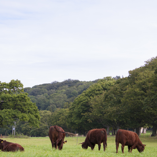 Thumbnail for 'Quality of on-farm data critical in developing new pasture management tool' page