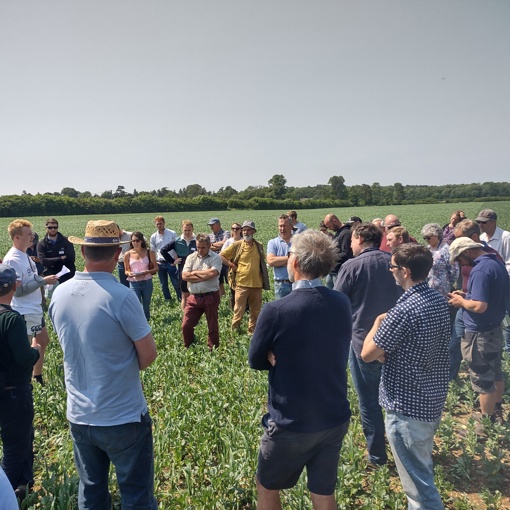 Thumbnail for 'Farmers discuss how to scale up intercropping in UK and beyond' page