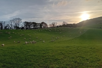 Thumbnail for 'Managing worm burden in lambs without anthelmintics' page