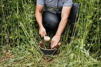 Thumbnail for 'Could hemp be an ecological wonder-plant for UK farming?' page