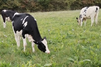 Thumbnail for 'Do herbal leys affect milk production? Dairy farm trial reveals results' page