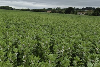 Thumbnail for 'Scotland Bean Agronomy in Practice: Year 1 Variety Trial Results webinar' page